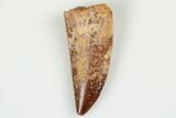 Serrated, Raptor Tooth - Real Dinosaur Tooth #193090-1